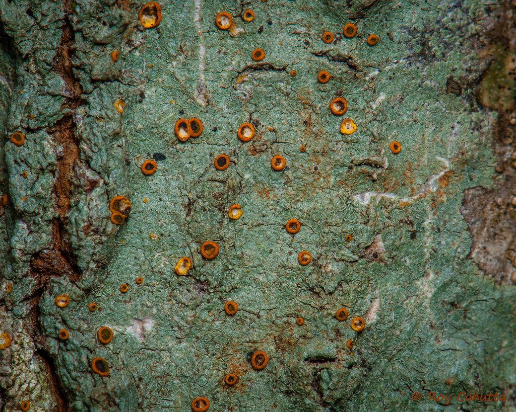 Представитель Семейства Letrouitiaceae